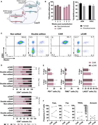 Generating universal anti-CD19 CAR T cells with a defined memory phenotype by CRISPR/Cas9 editing and safety evaluation of the transcriptome